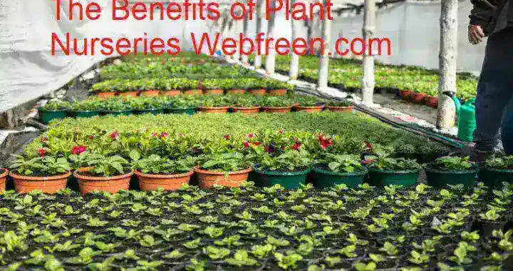 The Benefits of Plant Nurseries: webfreen.com